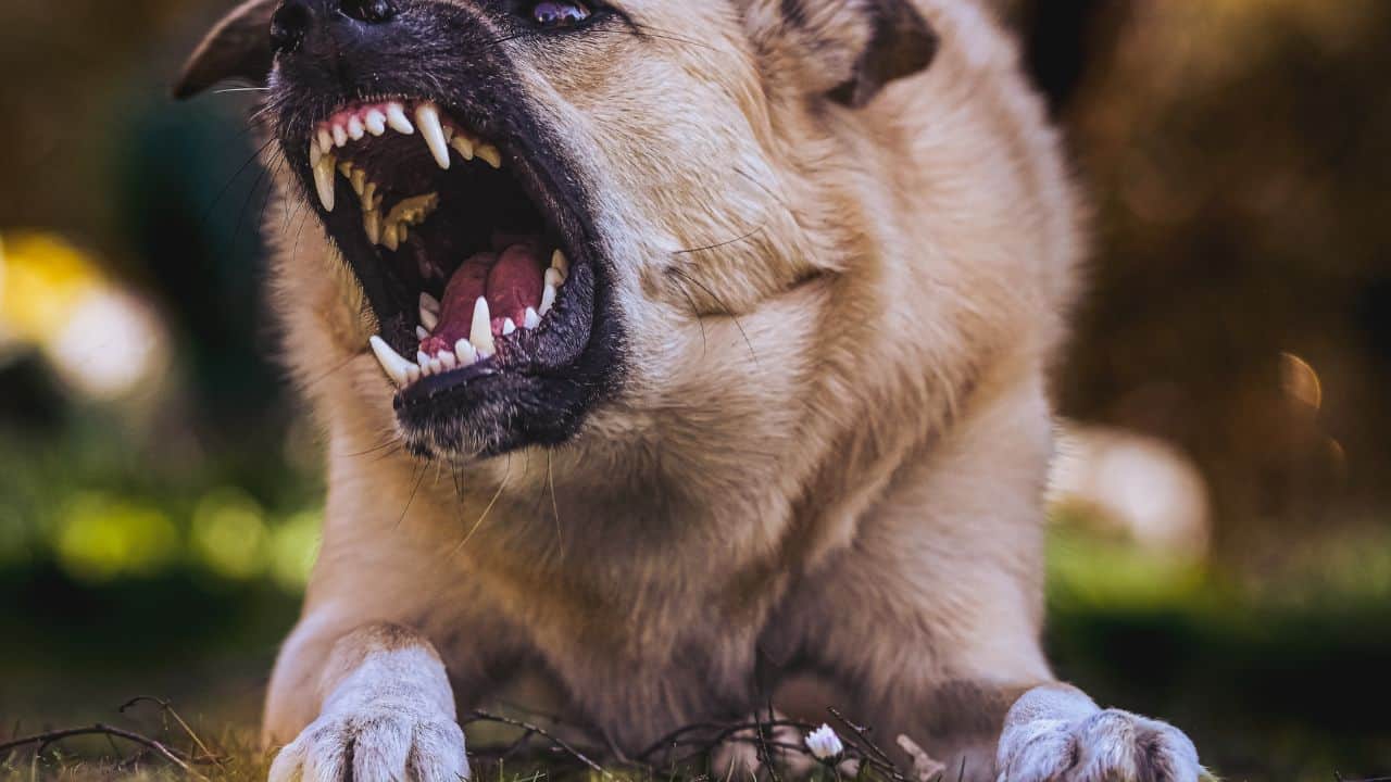 fort worth dog bite lawyer photo 1 | Varghese Summersett inner imgfort worth dog bite